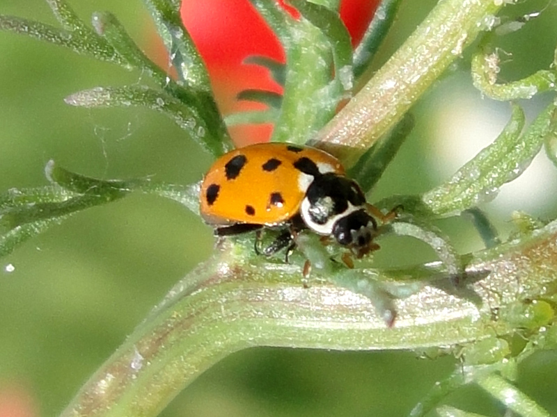 Hippodamia sp.